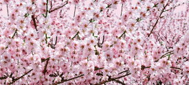 【桜】ディスプレイシート 桜満開 H87×L200cm / 春 桜 ディスプレイ 飾り カラフル 店舗装飾 販促 デコレーション イベント