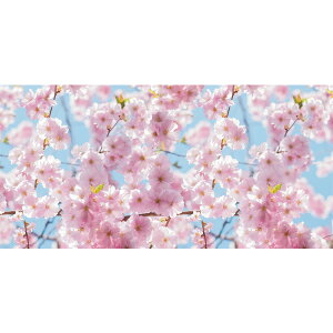 桜 置物の人気商品 通販 価格比較 価格 Com 桜 置物の人気商品 通販 価格比較 価格 Com