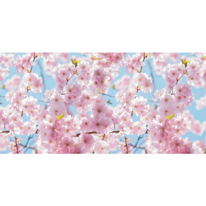 楽天市場 桜飾り 桜装飾 ディスプレイシート桜 飾り付け 壁面 ディスプレイ インテリア 店舗装飾 店内装飾 花飾り タペストリー 飾りつけ 壁掛け さくら デコレーション お花見 春 装飾 Pop 販促 季節装飾造花の店 装飾屋