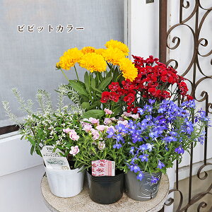 G߂̉ԕc6_܂Zbg  킢