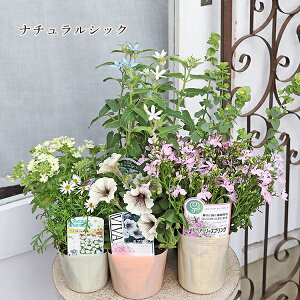 G߂̉ԕc6_܂Zbg  킢