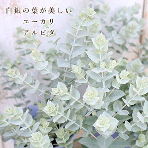 Εc [J Ar_ 4