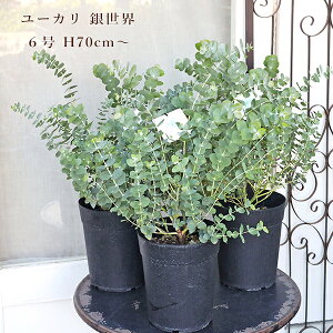 Εc [J ␢E xCr[u[ 6 70cm