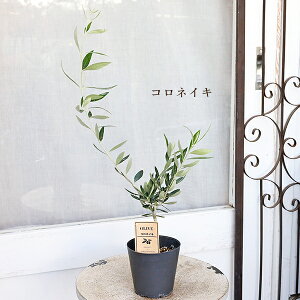 Εc I[u RbW lofBuR RlCL bJ 3.5