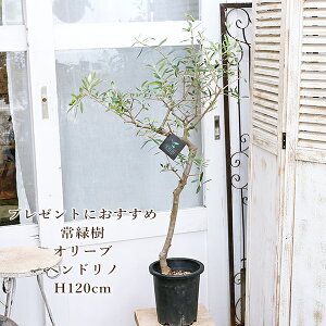 i̔ Εc t I[u yhm 7 120cm
