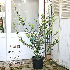 現品販売 常緑樹 オリーブ ルッカ 7号 高さ120cm