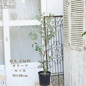 i̔ Ύ I[u bJ t 7 140cm