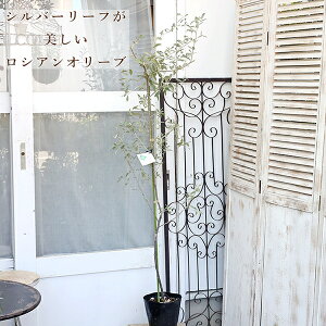 i̔ Ԗؕc VAI[u iMO~ 6 150cm