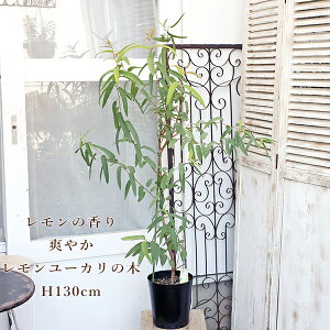 i̔ Εc [J̖ VgIh 7 H130cm