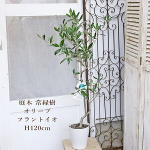 i̔ Εc t I[u tgCI 6 120cm