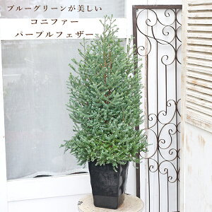 Εc Rjt@[ p[vtFU[ bhX^[ 6 90cm