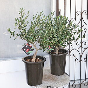 ��Εc�� �I���[�u �}���U�j�� 5�� ����50cm