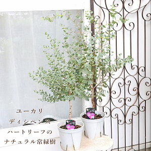 Εc [J fBVyX 5 H90cm