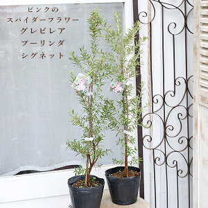 Εc OrA v[OVOlbg 4.5 75cm