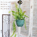 現品販売 観葉植物 フィッシュボーンカクタス エピフィラム アングリガー 5号吊り鉢