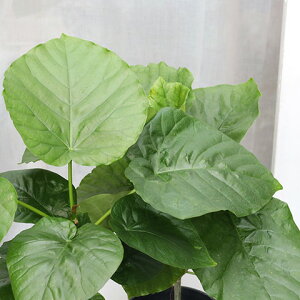 ϗtA tBJXEEx[^ 4 40cm