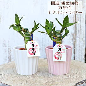 観葉植物 ミニ ミリオンバンブー 万年竹 陶器ポット ホワイト／ピンク