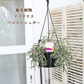 現品販売 観葉植物 リプサリス フロストシュガー 6号吊り鉢