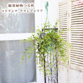 観葉植物 つる性 コドナンテ クラシフォリア 3.5号 吊り鉢