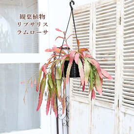 限定販売 観葉植物 リプサリス ラムローサ 5号 吊り鉢