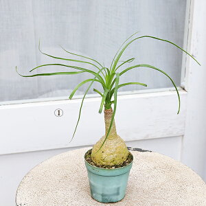 i̔ ϗtA |j[e[ gbN mi 2.5