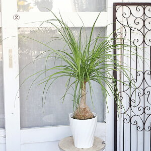 i̔ ϗtA |j[e[ gbN mi 6 100cm