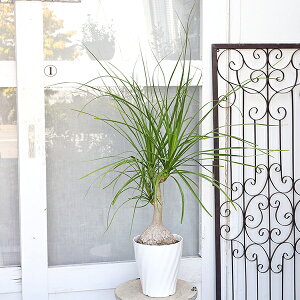 i̔ ϗtA |j[e[ gbN mi 6 100cm