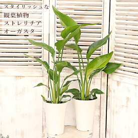 観葉植物 ストレリチア オーガスタ 5号 高さ70cm