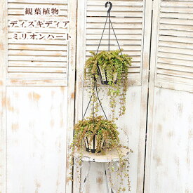 観葉植物 つる性 ディスキディア ミリオンハート 5号 吊り鉢