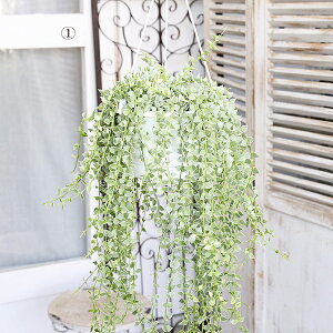 i̔ ϗtA 鐫  fBXLfBA ~In[g 5݂蔫