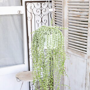 i̔ ϗtA 鐫  fBXLfBA ~In[g 5݂蔫