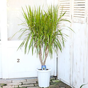 i̔ ϗtA hZi RVl }Wi[^ ^̖ 8 130cm