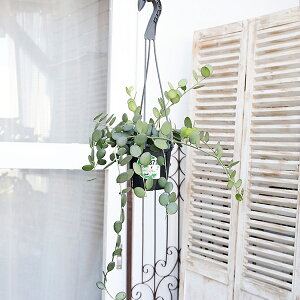 ϗtA O[h NZVLIX 4݂蔫