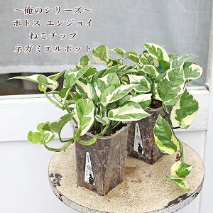 ϗtA |gX GWC ̃V[Y ˂`bv×lK~GXbg 3.5