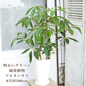 󂠂lZ[ ϗtA cs^TX VFtEsbN 8 100cm 󂯎Mt