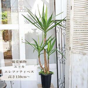  ϗtA bJGt@eByX 8 150cm