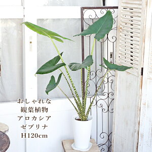 ϗtA AJVA [ui 7 H120cm