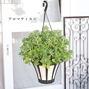 i̔ ϗtA RE gfBXJ`A }^ A}eBJX htBlbNX 5݂蔫