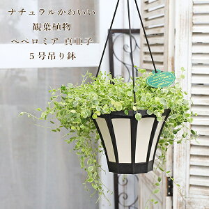 ϗtA yy~A ^q ܂ 5݂蔫