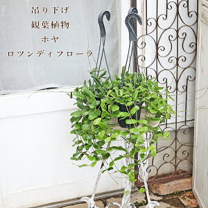 ϗtA z cfBt[ 4݂蔫 cfBtHA