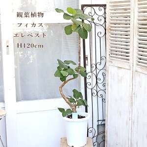 i̔ ϗtA tBJX GxXg 8 120cm