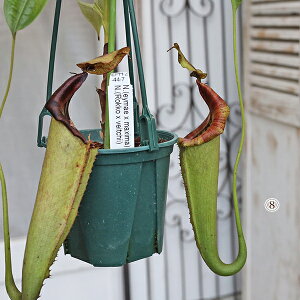 X[p[SALE i̔ ϗtA HA Ec{JY lyeX 3.5݂蔫2