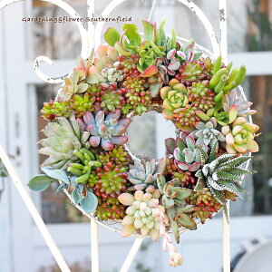 A񂹐AMUO[XSTCY 20cm