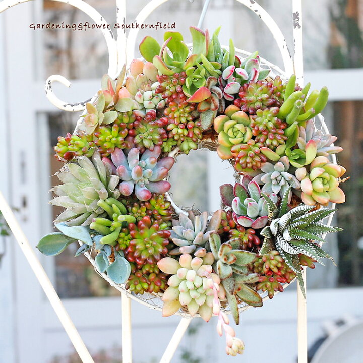 楽天市場】多肉植物寄せ植えギャザリングリースSサイズ 20cm : サザン  