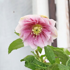 i̔ ԕc NX}X[Y d d 炫 JԊ sN ubN zCg N[ 4