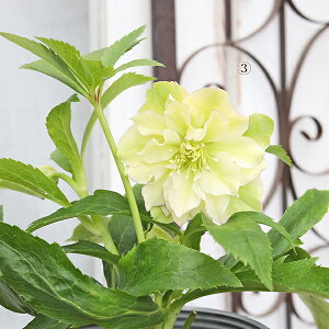 ���i�̔� �ԕc �N���X�}�X���[�Y ���d ��d �炫 �J�Ԋ� �s���N �u���b�N �z���C�g �N���[�� 4��