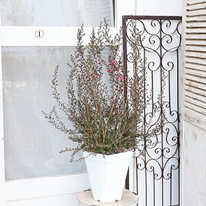 i̔ Ԗ d炫 MEoC sN ~ 7 90cm