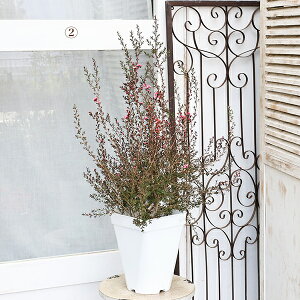 i̔ Ԗ d炫 MEoC sN ~ 7 90cm