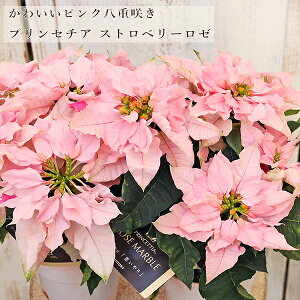  d炫 vZ`A Xgx[[ 4 ʋ