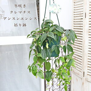  ~炫 N}`X AXGVX ~F̃fB[ 5݂蔫